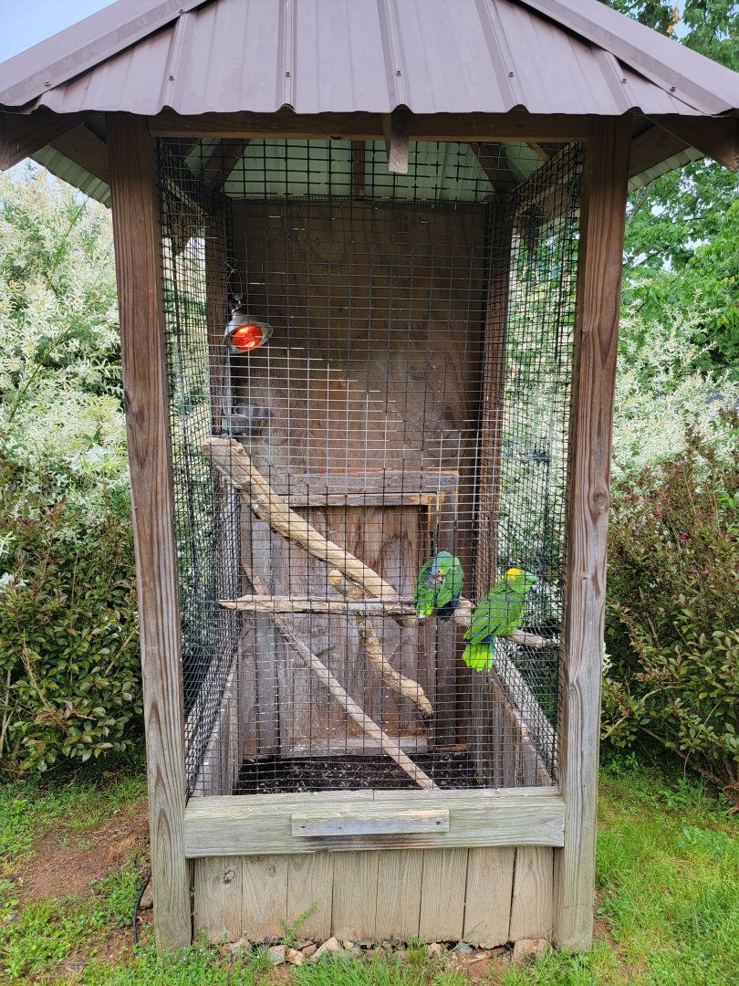 Creation Kingdom - Amazons