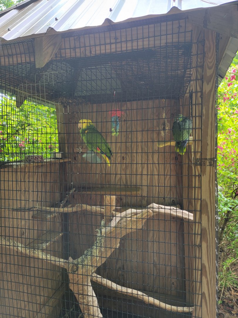 Creation Kingdom - Amazons