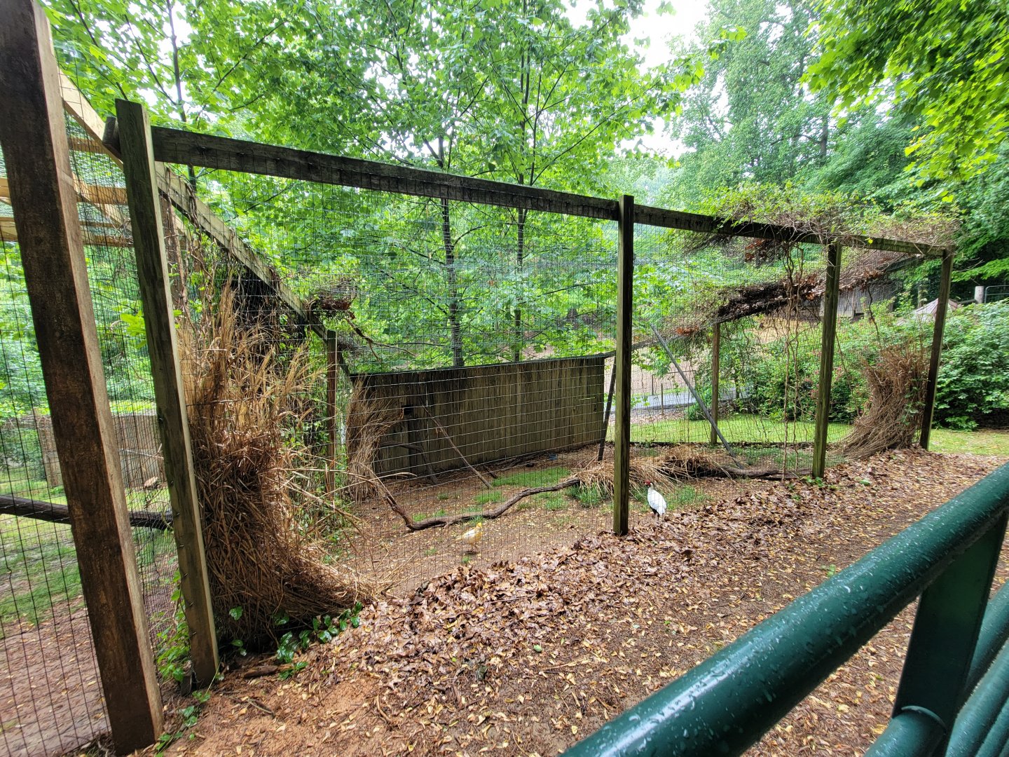 Creation Kingdom - Aviary