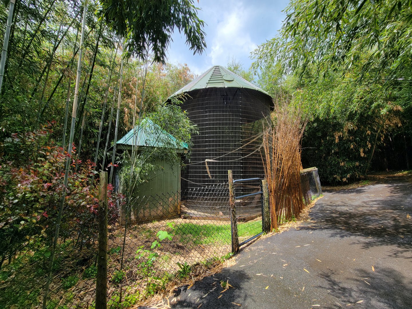 Creation Kingdom - Black spider monkey