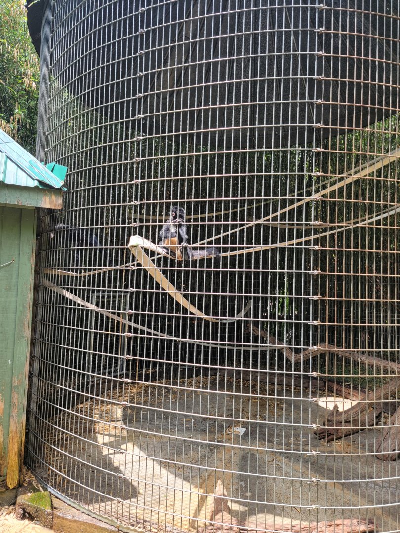 Creation Kingdom - Black spider monkey