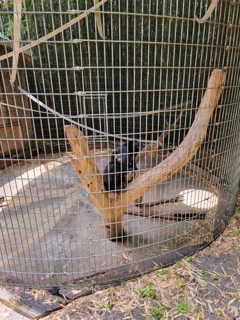 Creation Kingdom - Black spider monkey