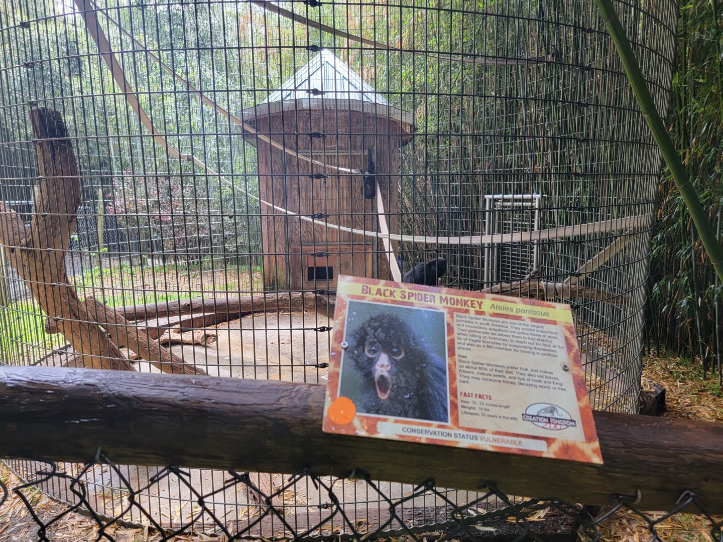 Creation Kingdom - Black spider monkey