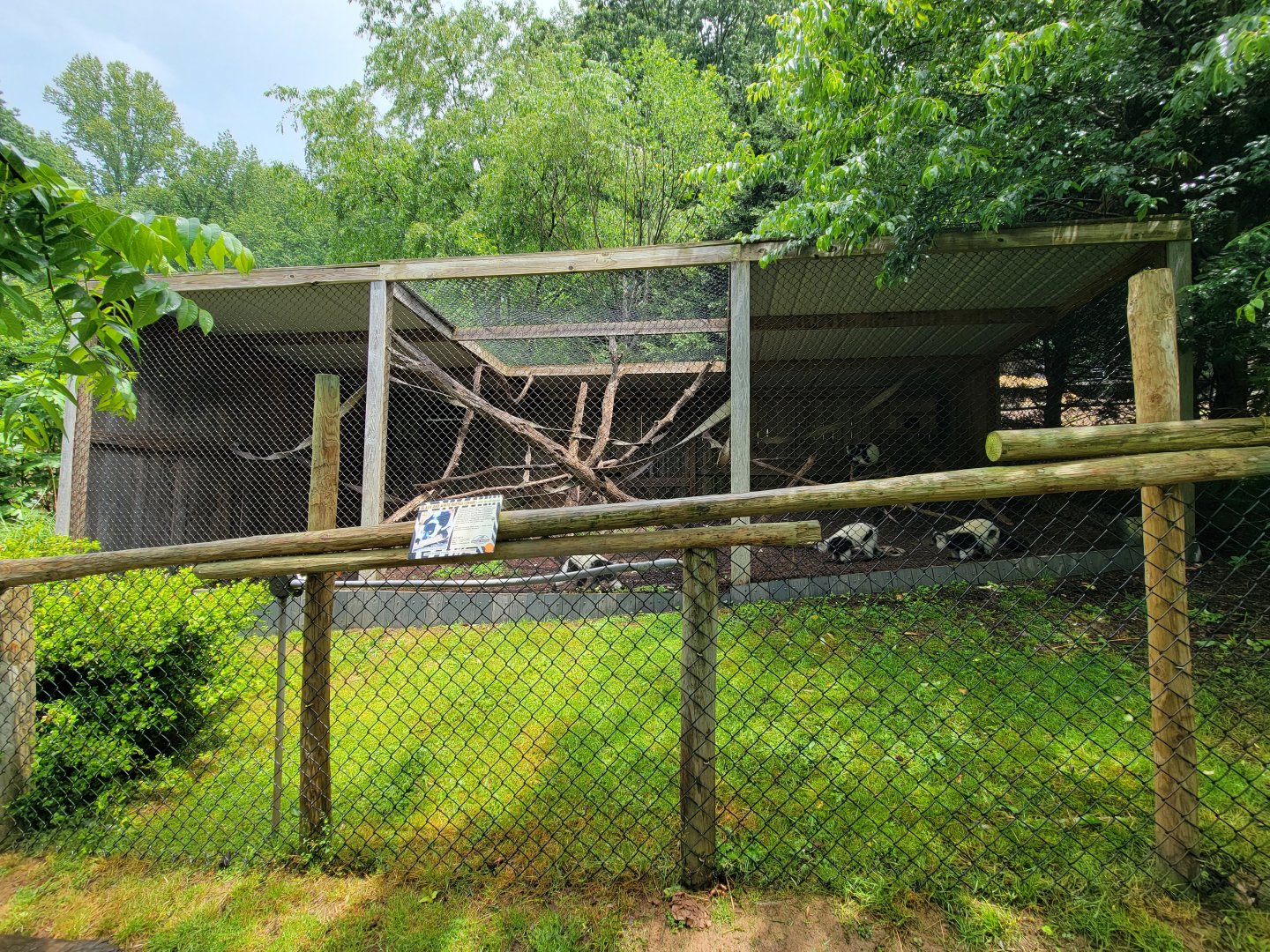 Creation Kingdom - Black & white ruffed lemurs