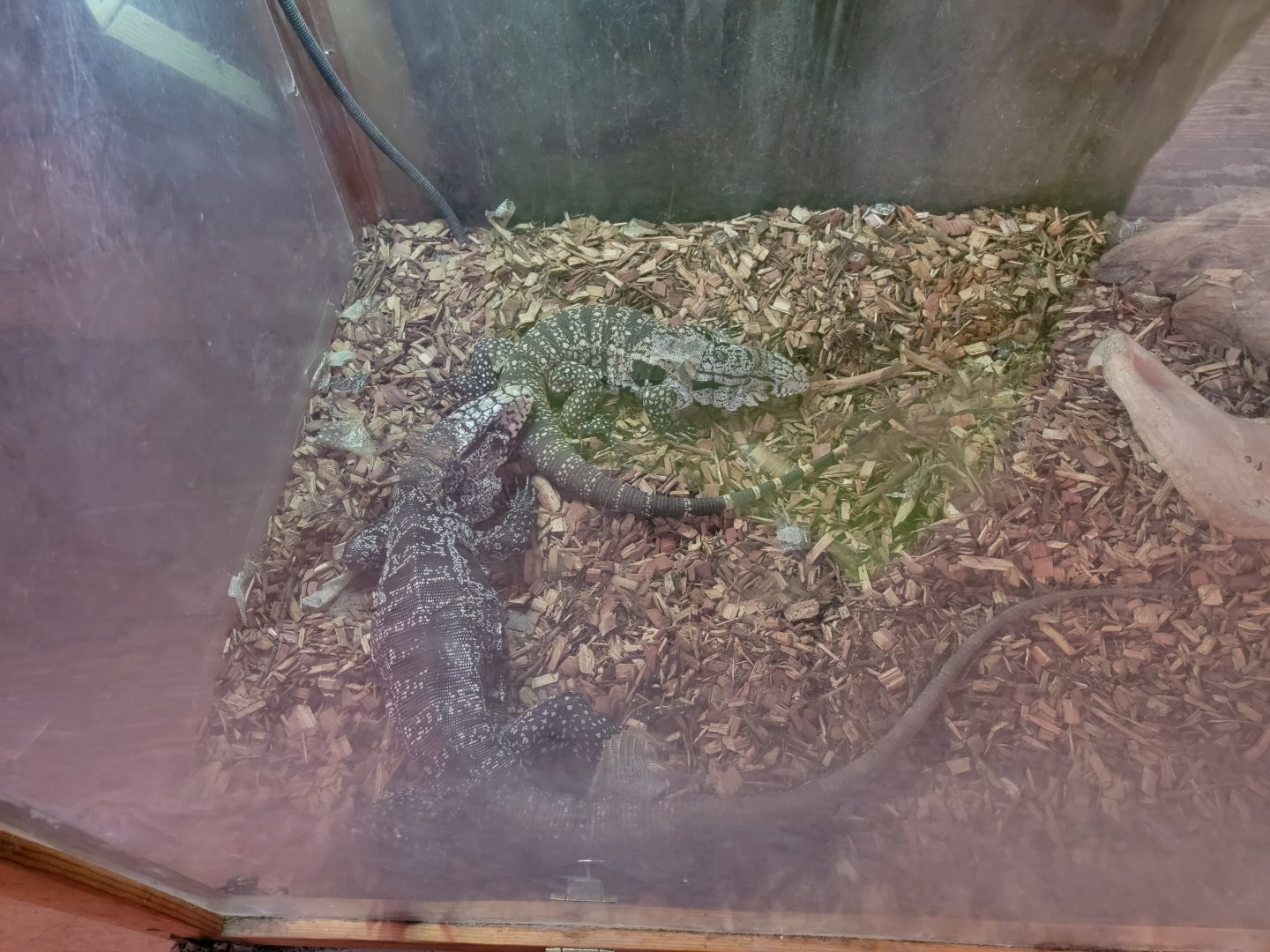 Creation Kingdom - Black & white tegu