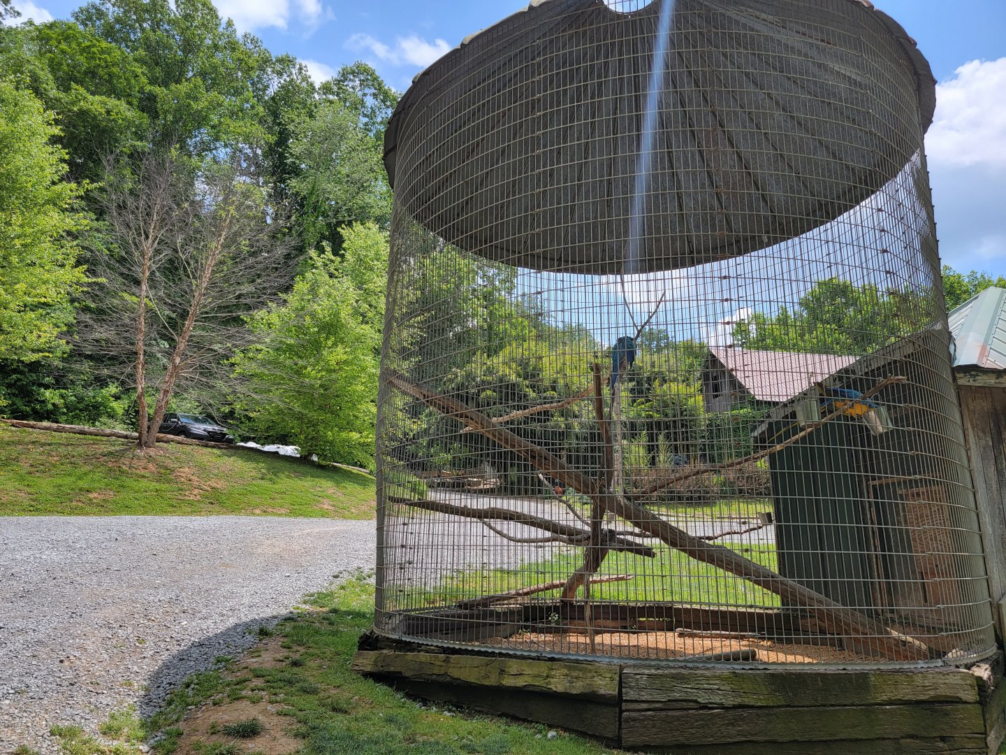 Creation Kingdom - Blue & gold macaws in parking lot