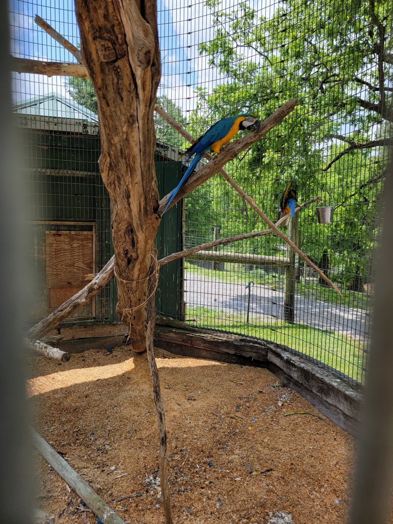 Creation Kingdom - Blue & gold macaws in parking lot