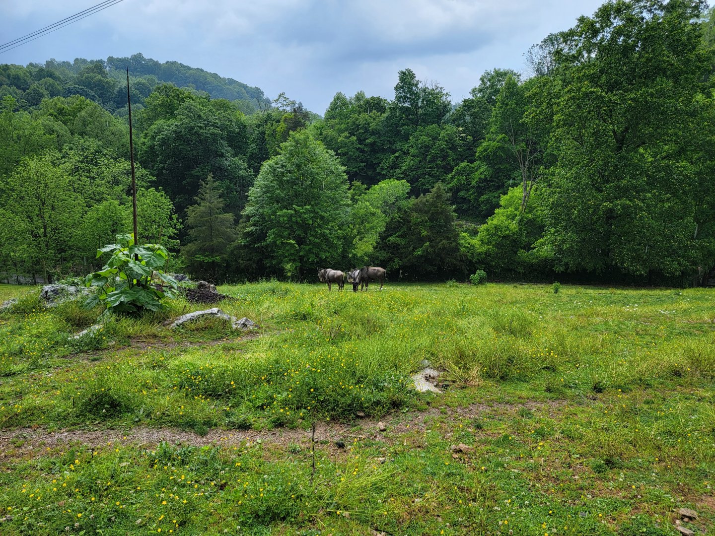 Creation Kingdom - Blue wildebeest