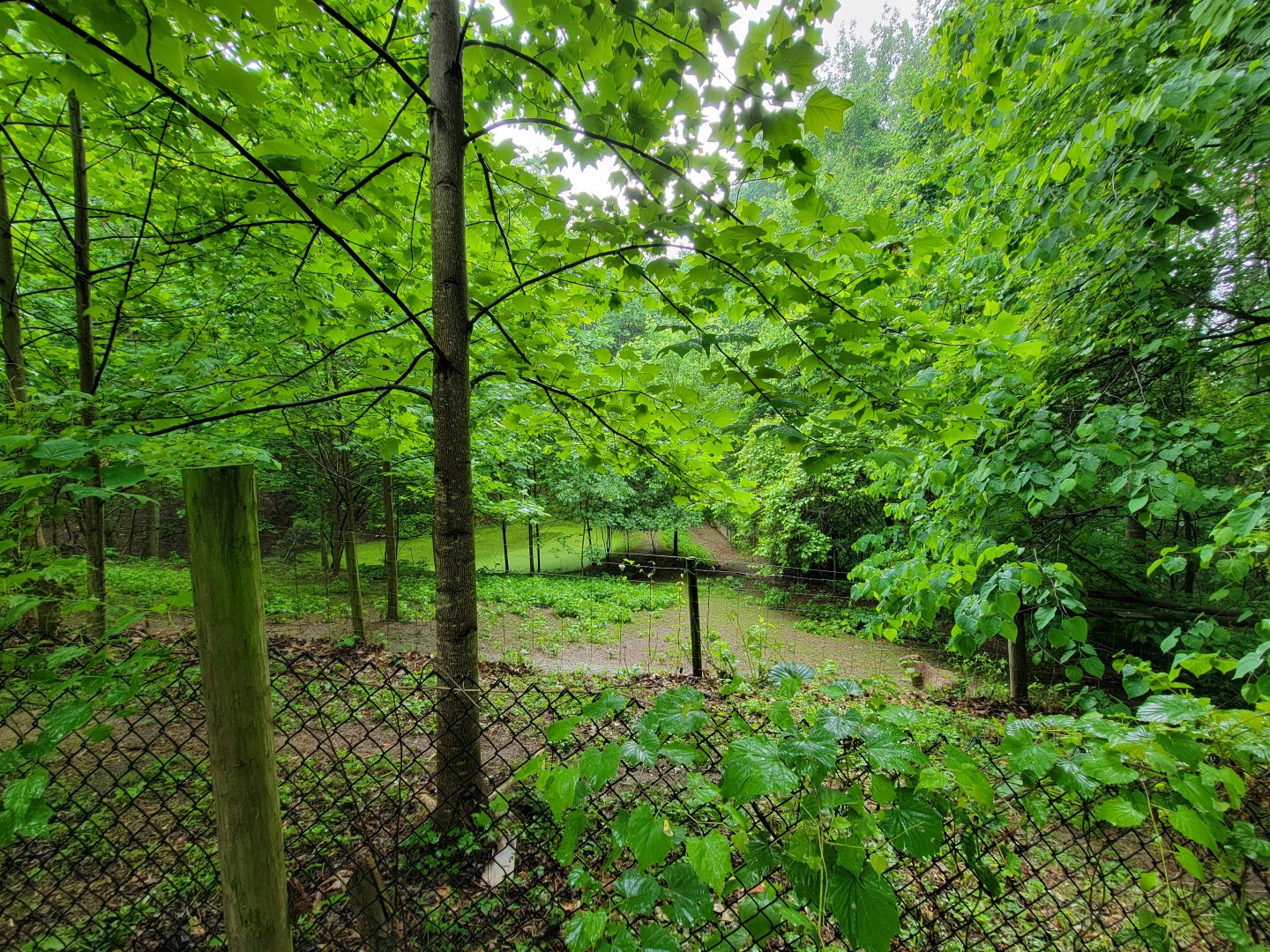 Creation Kingdom - Capybara swamp, ostrich yard to left