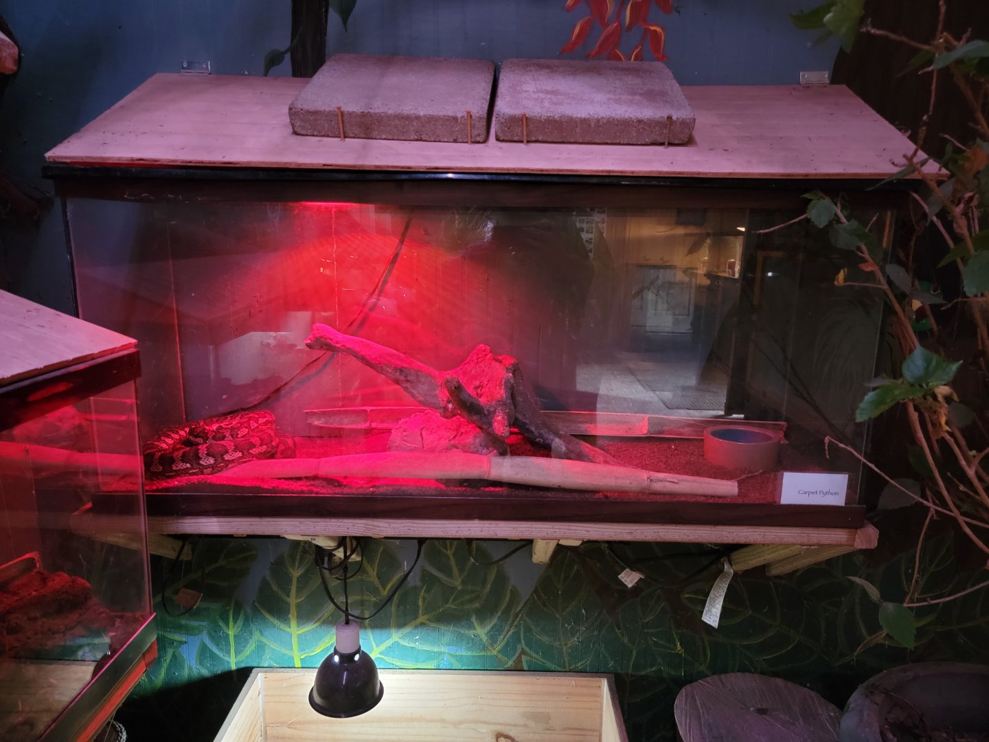 Creation Kingdom - Carpet python