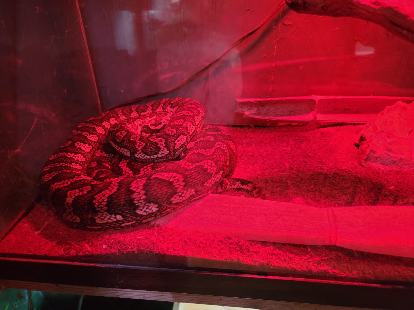 Creation Kingdom - Carpet python