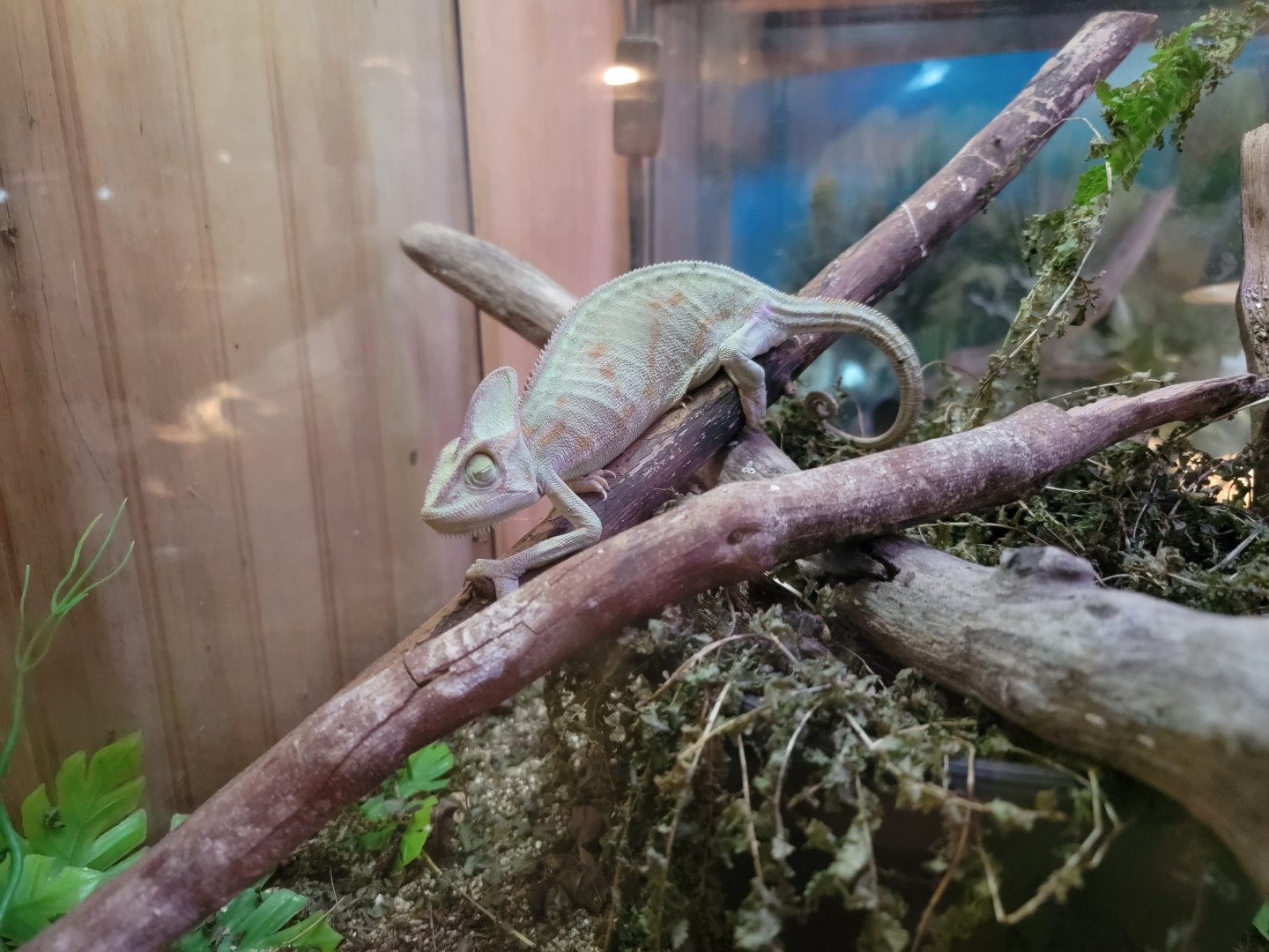 Creation Kingdom - Chameleon (dead?)