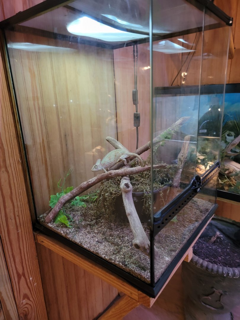 Creation Kingdom - Chameleon