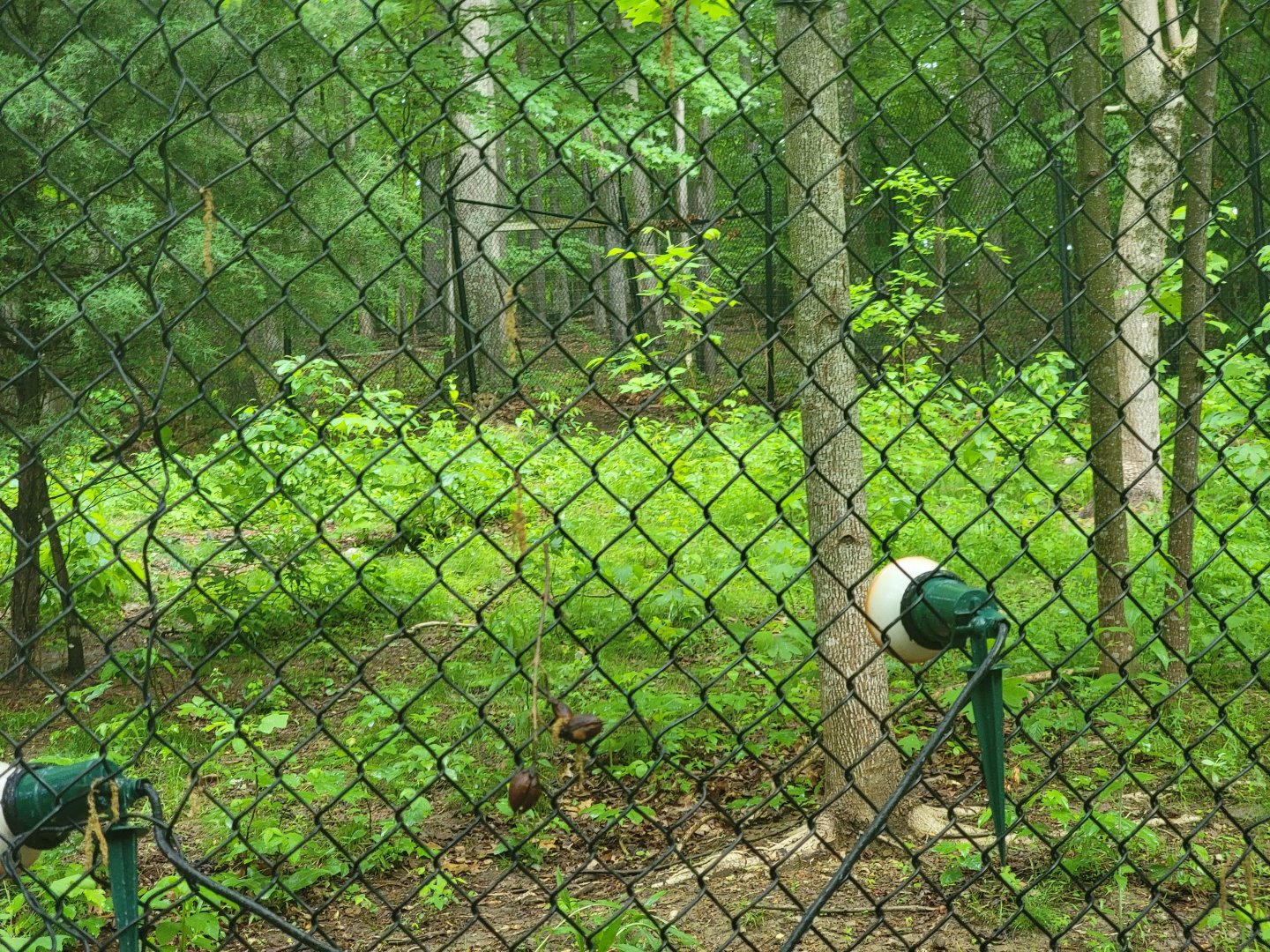 Creation Kingdom - Cheetah in far corner