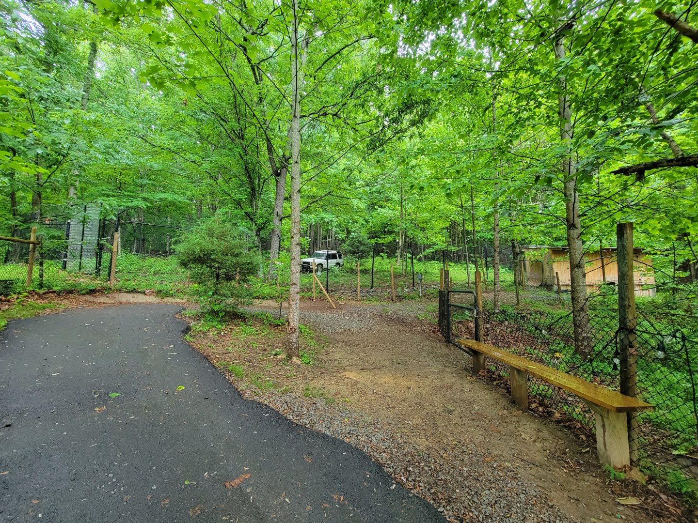 Creation Kingdom - Cheetahs