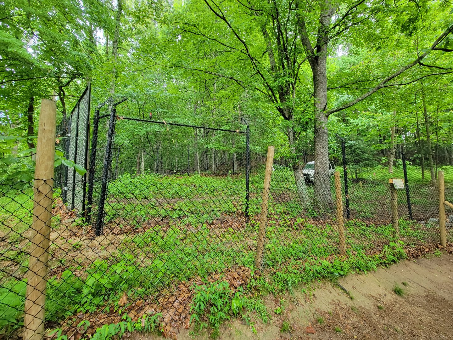 Creation Kingdom - Cheetahs