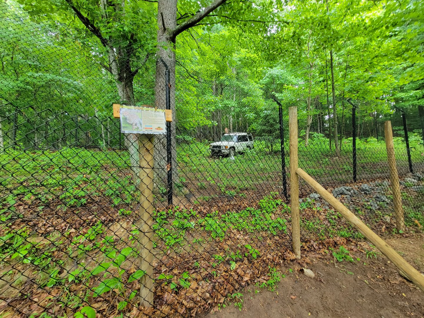 Creation Kingdom - Cheetahs