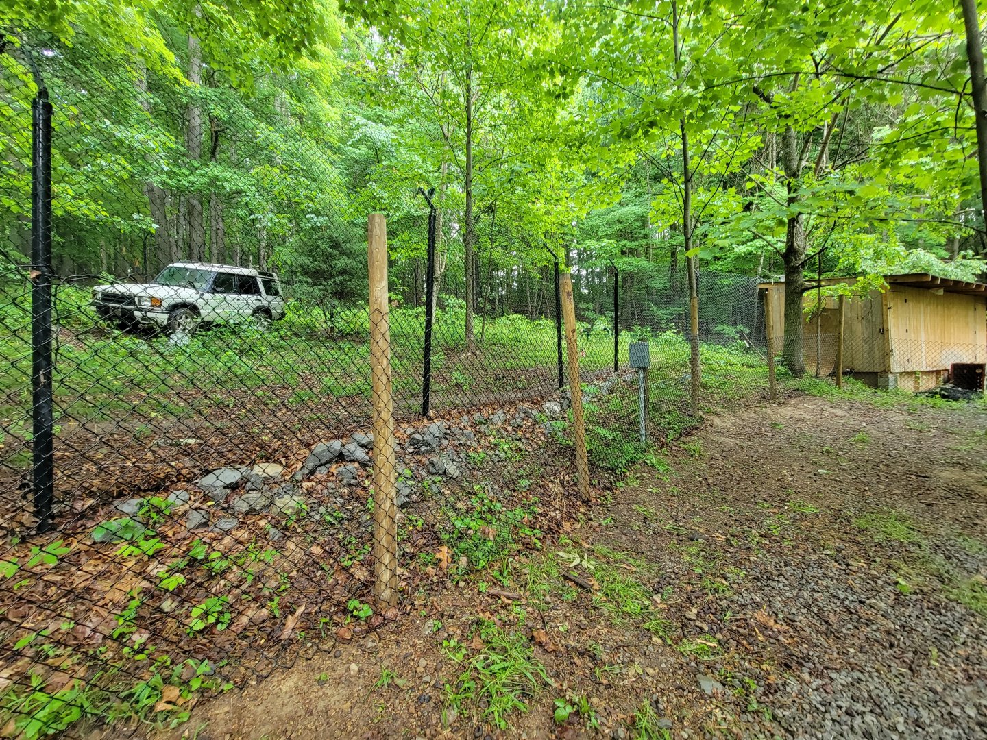 Creation Kingdom - Cheetahs