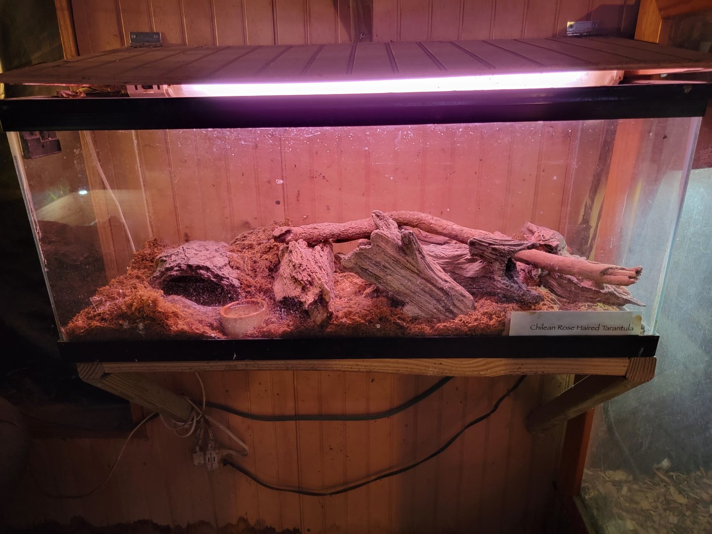 Creation Kingdom - Chilean rosehair tarantula