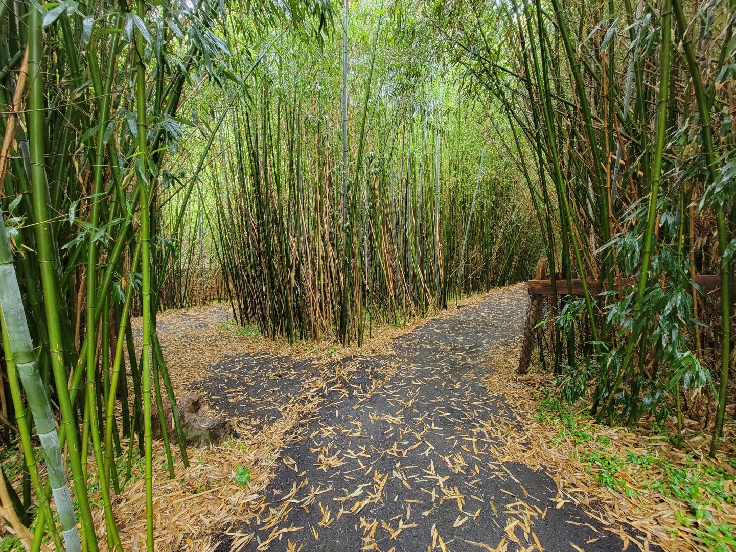 Creation Kingdom - Confusing paths