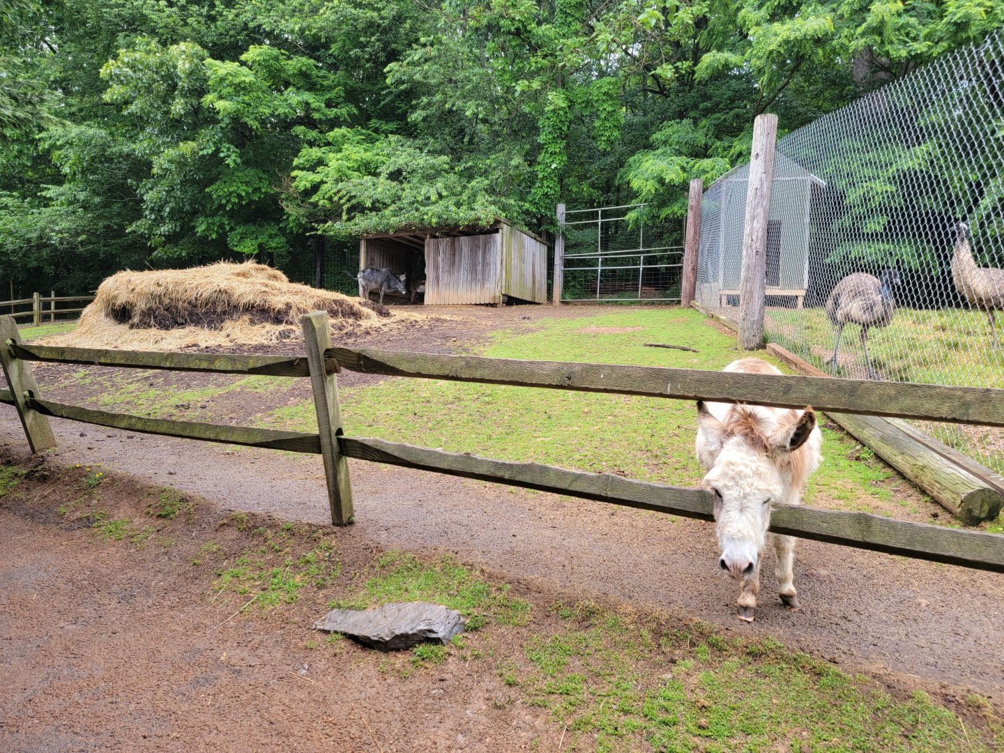 Creation Kingdom - Donkey