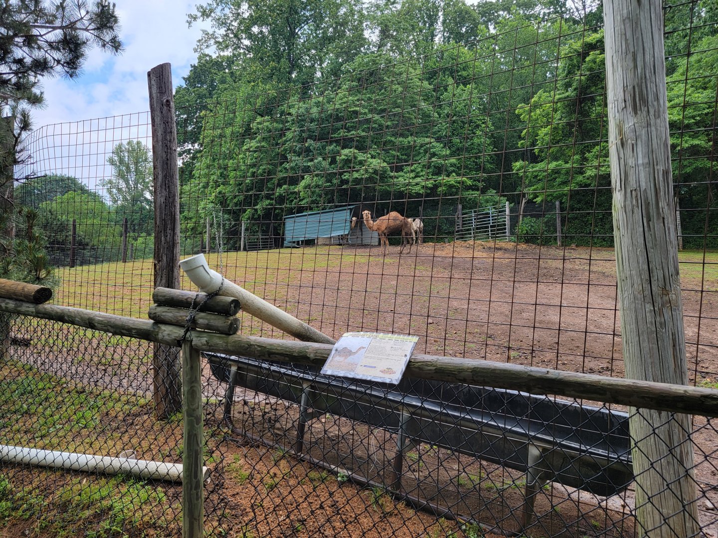 Creation Kingdom - Dromedary camels