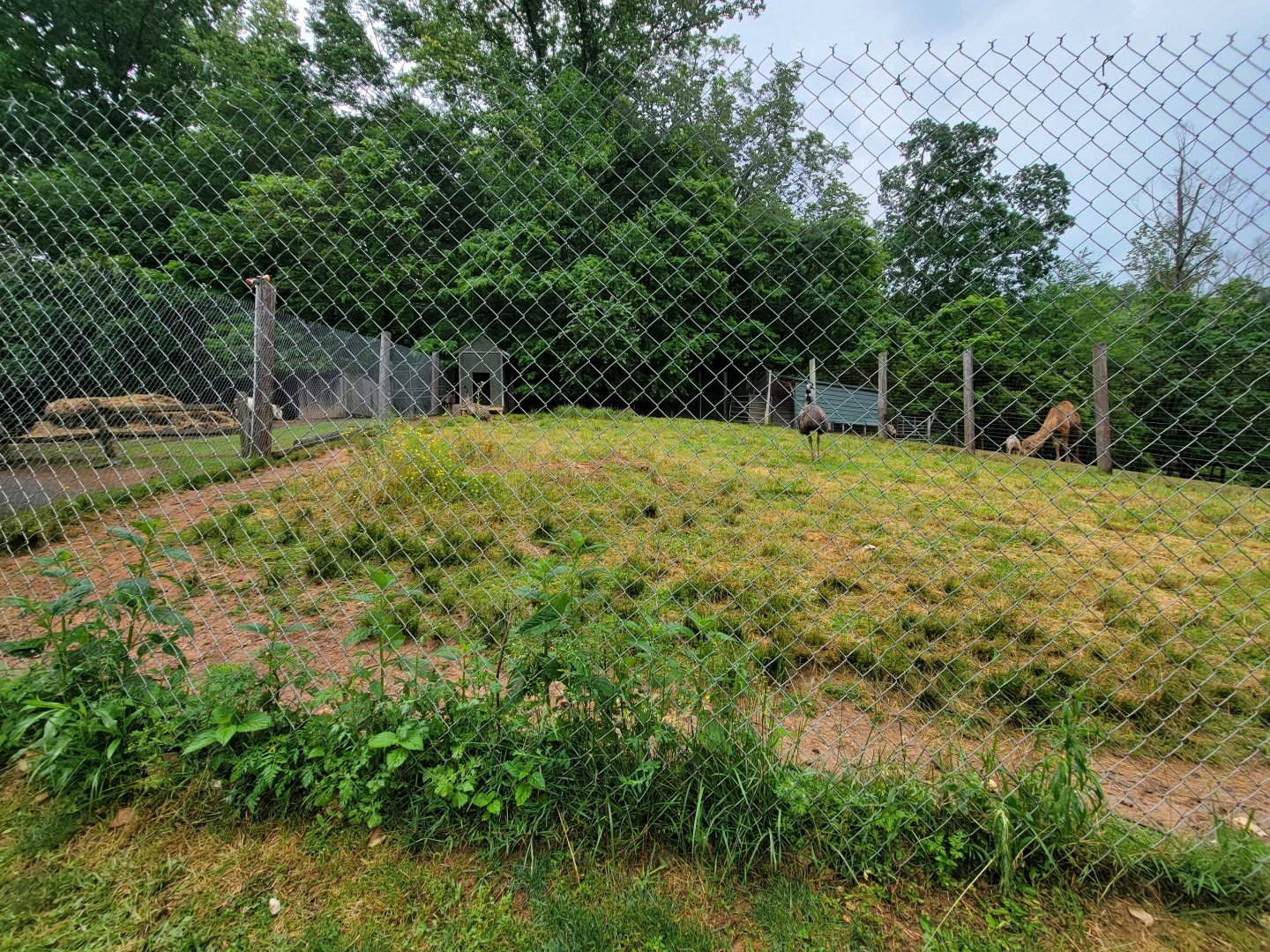 Creation Kingdom - Emu