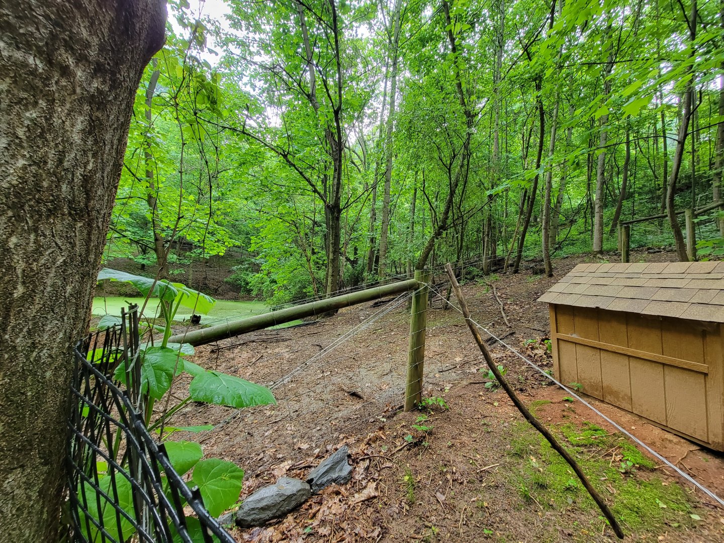 Creation Kingdom - End of capybara swamp