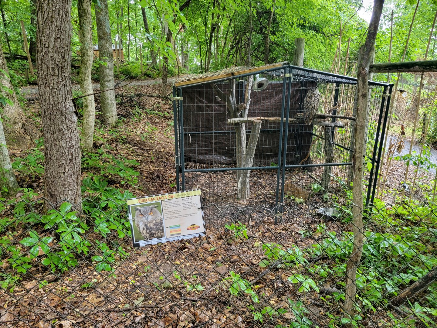 Creation Kingdom - Eurasian eagle-owl