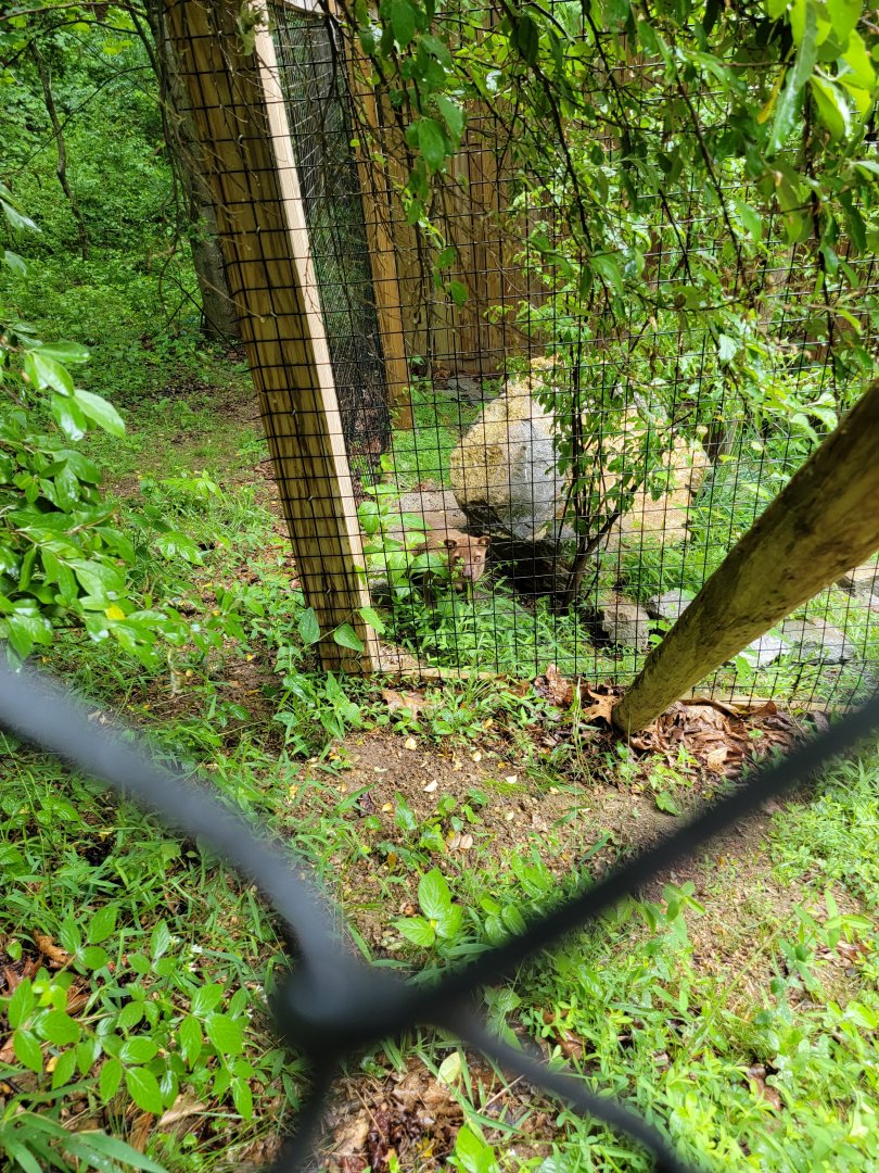 Creation Kingdom - Fossa