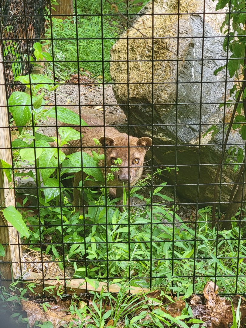 Creation Kingdom - Fossa