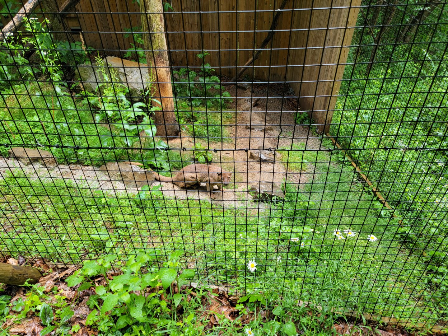 Creation Kingdom - Fossa