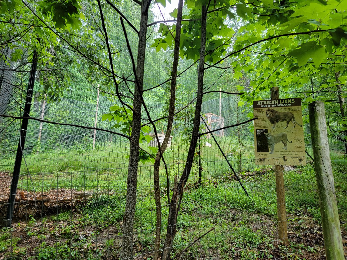 Creation Kingdom - Future lion exhibit