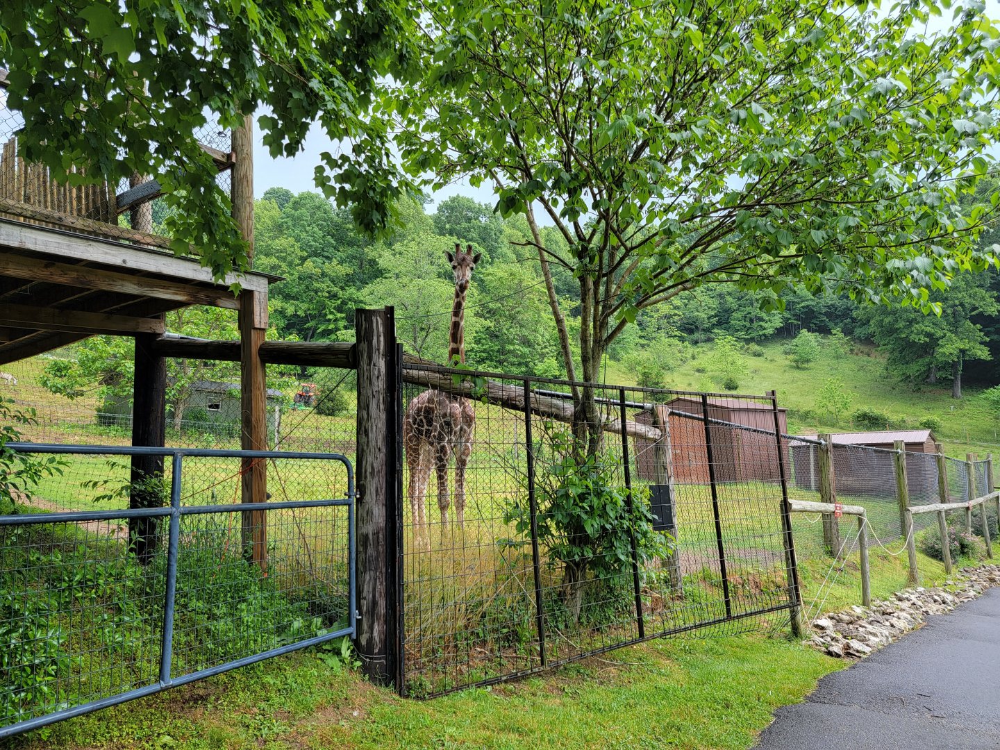 Creation Kingdom - Giraffe