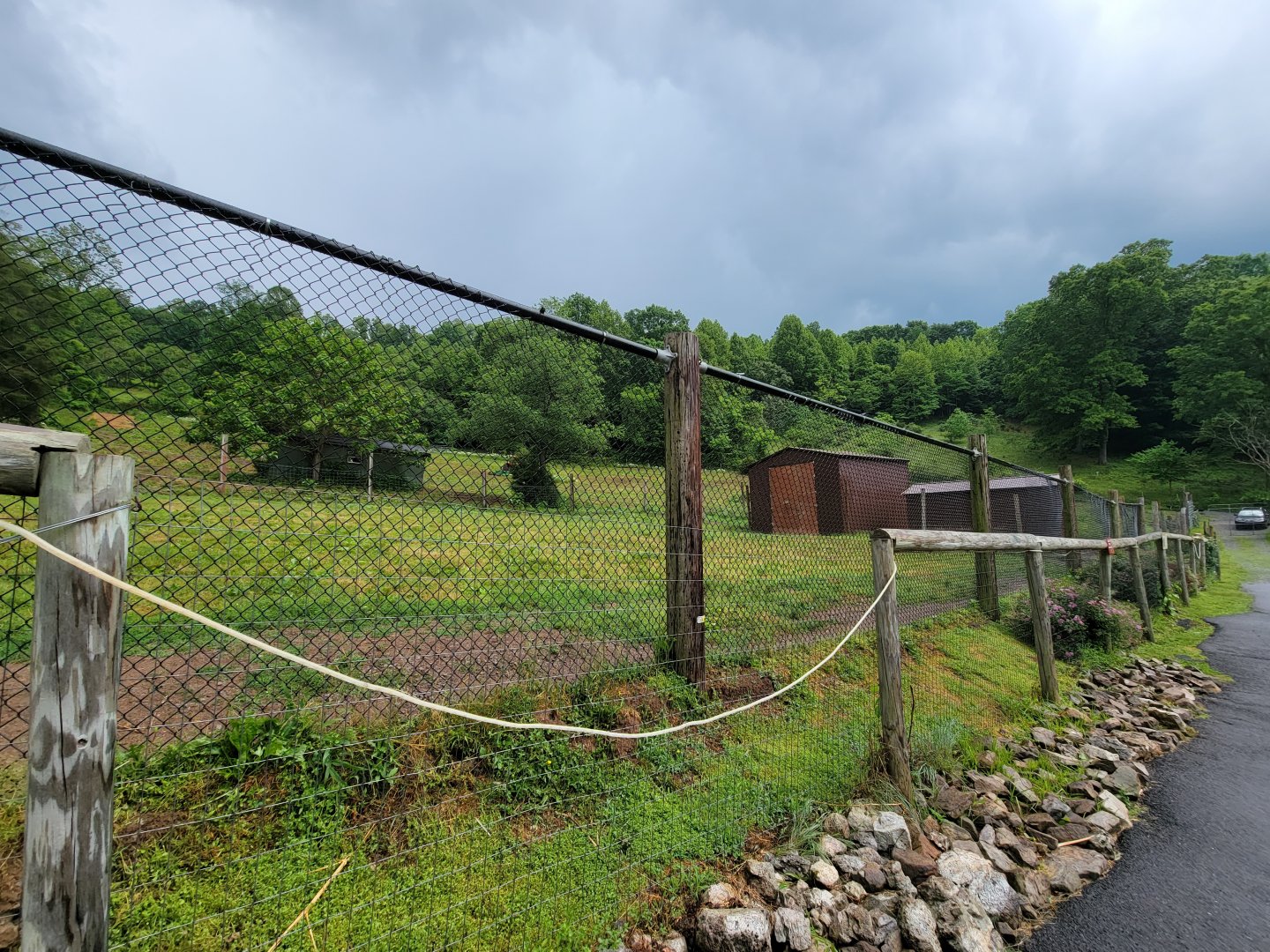 Creation Kingdom - Giraffe