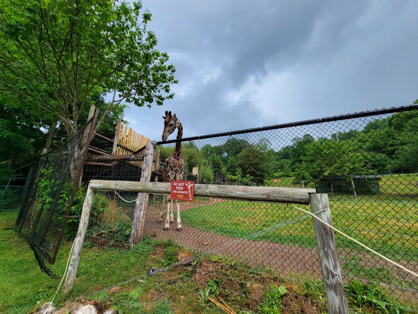 Creation Kingdom - Giraffe