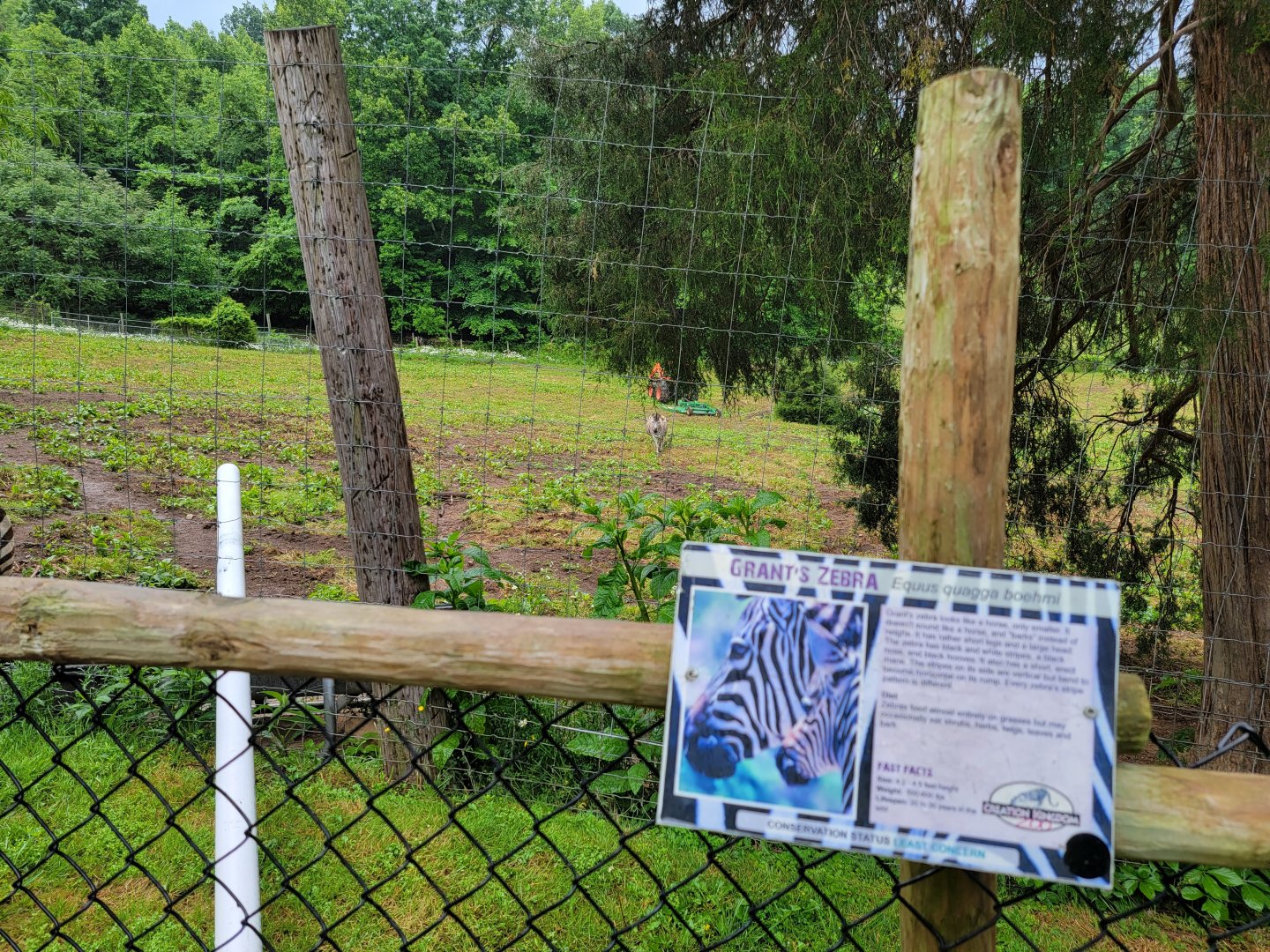 Creation Kingdom - Grant's zebra