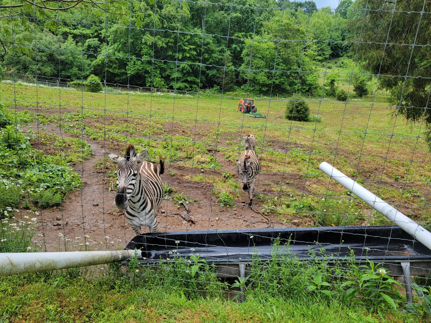 Creation Kingdom - Grant's zebra