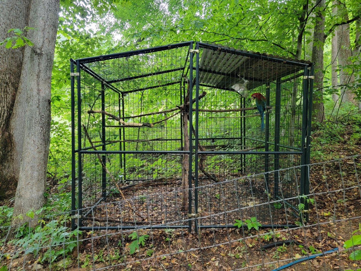 Creation Kingdom - Green-winged macaw