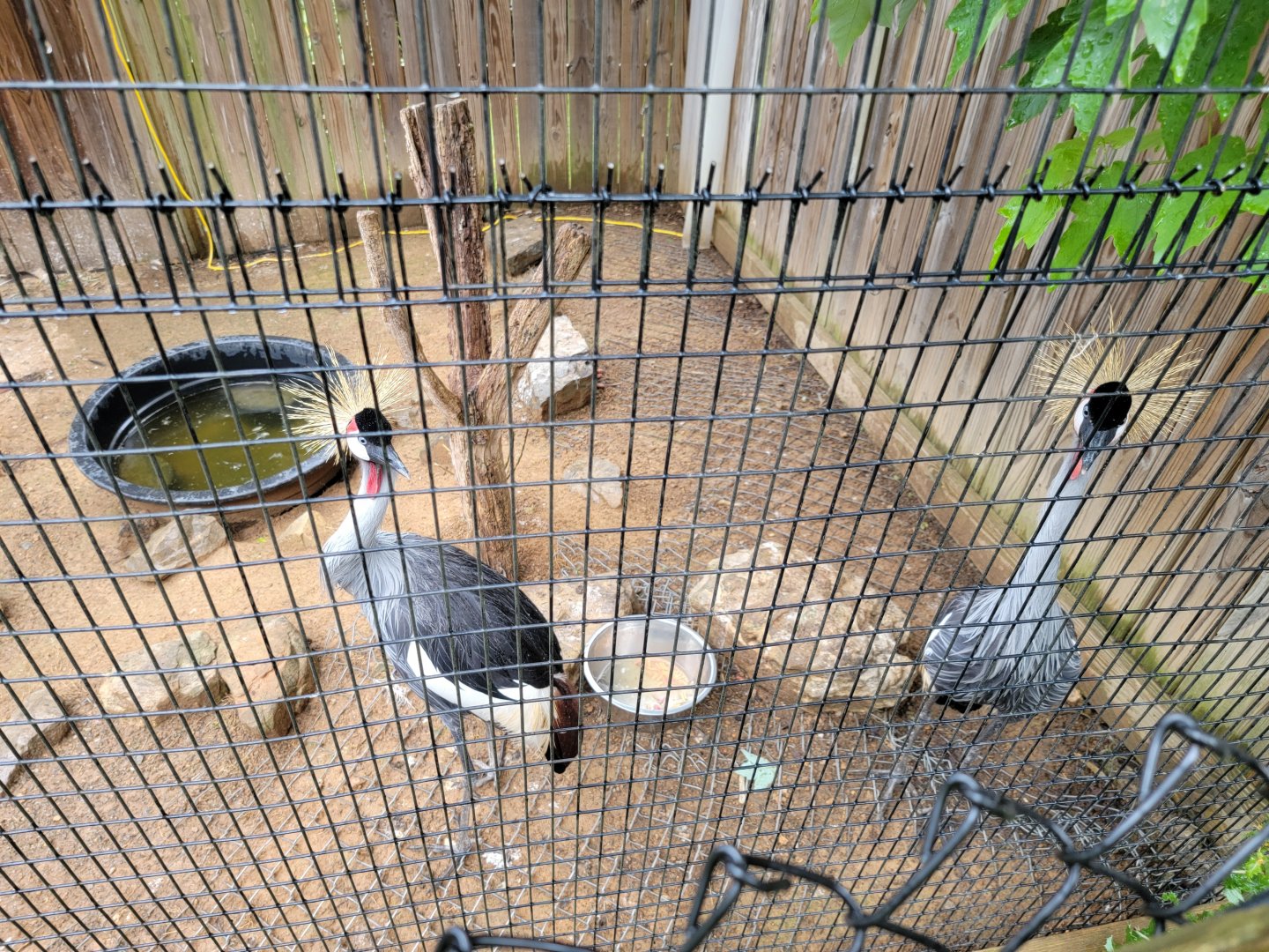 Creation Kingdom - Grey crowned cranes