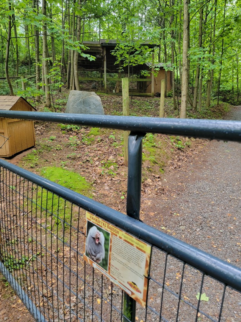 Creation Kingdom - Hamadryas baboon