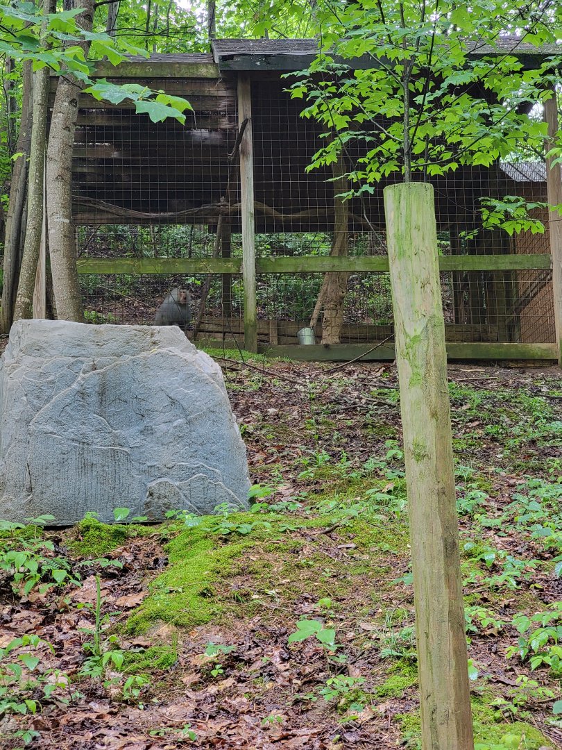 Creation Kingdom - Hamadryas baboon