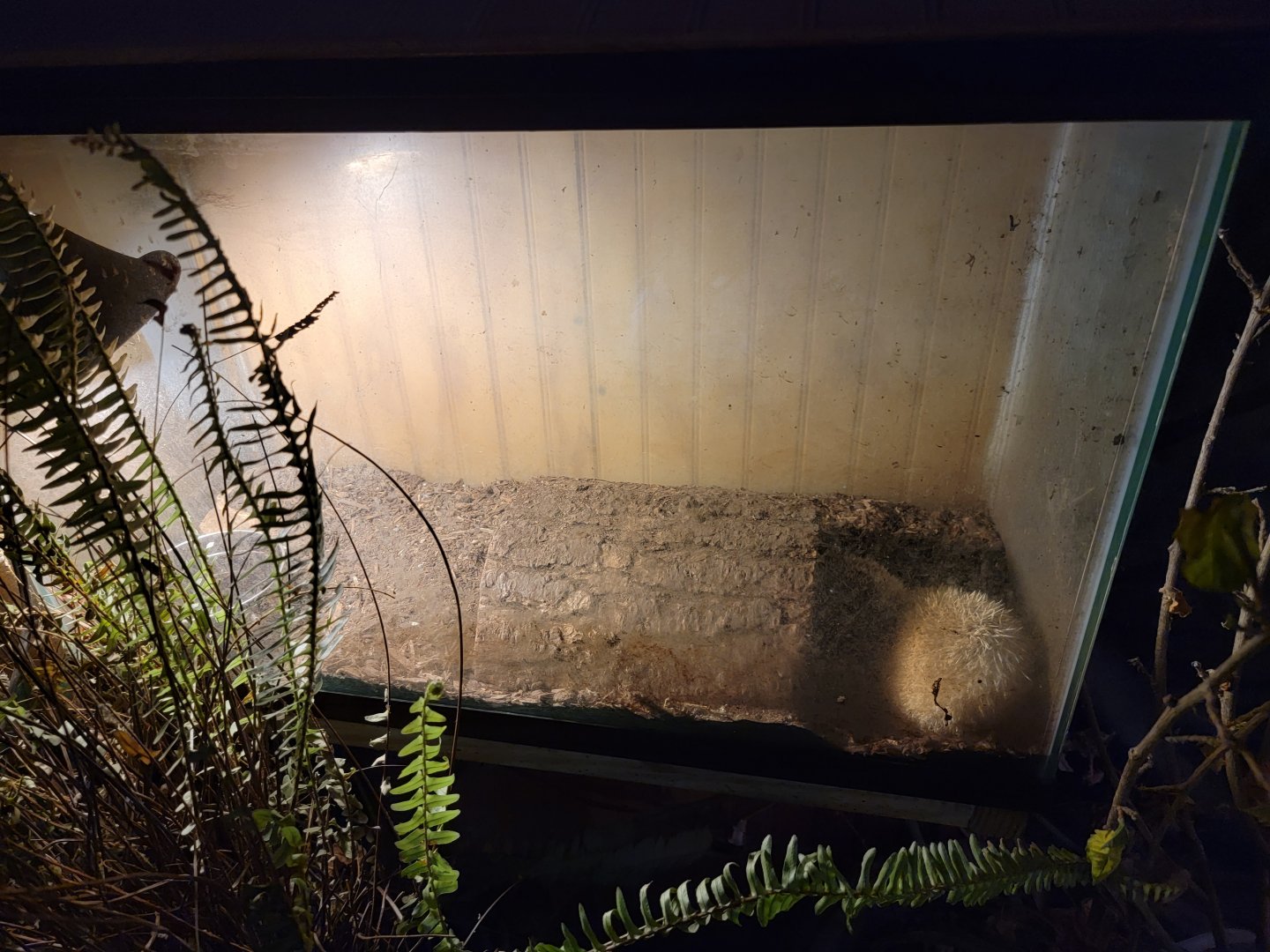 Creation Kingdom - Hedgehog