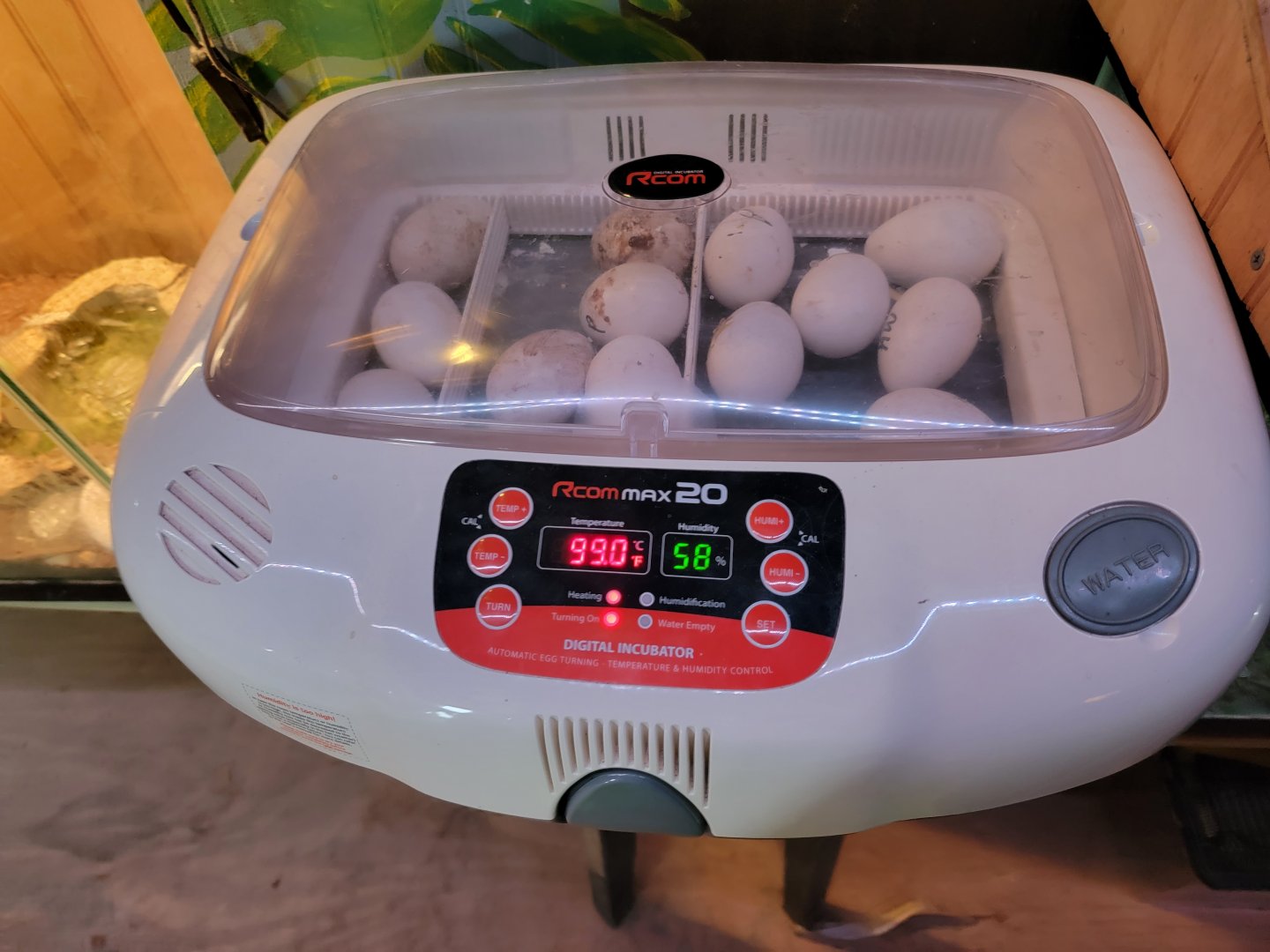 Creation Kingdom - Incubator