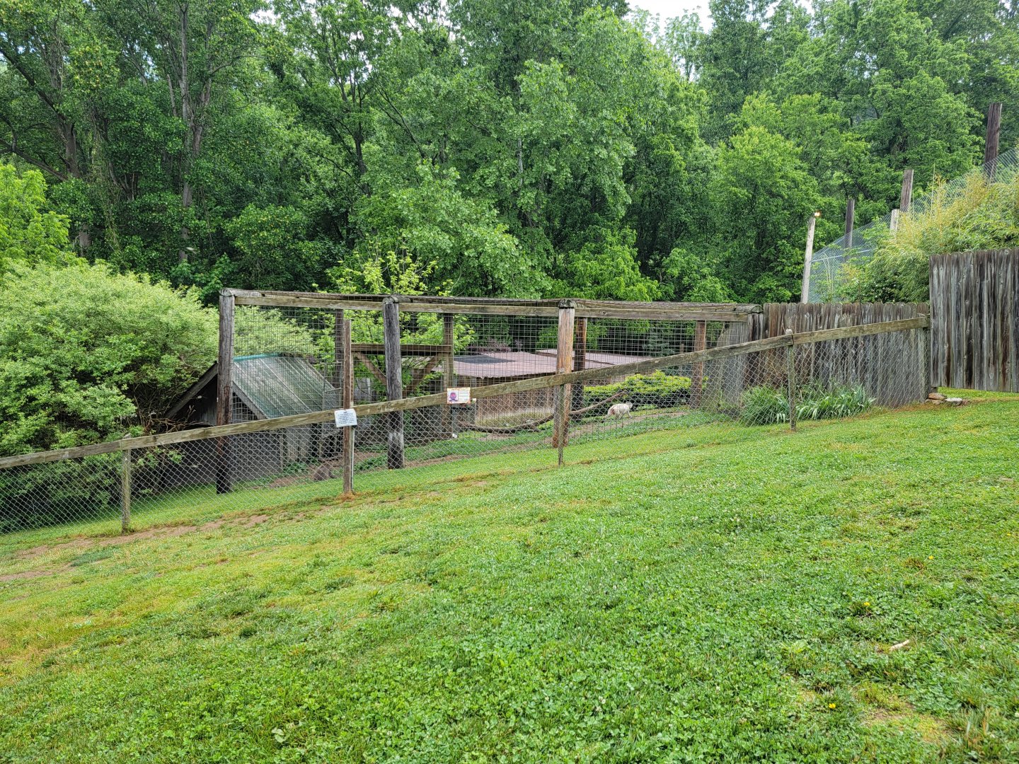 Creation Kingdom - Japanese macaque