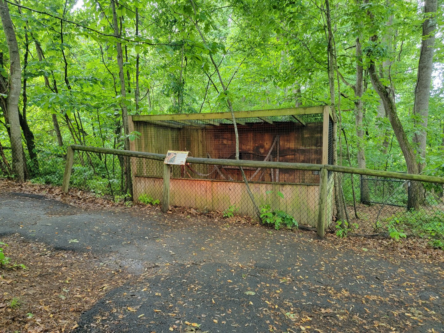 Creation Kingdom - Kinkajou