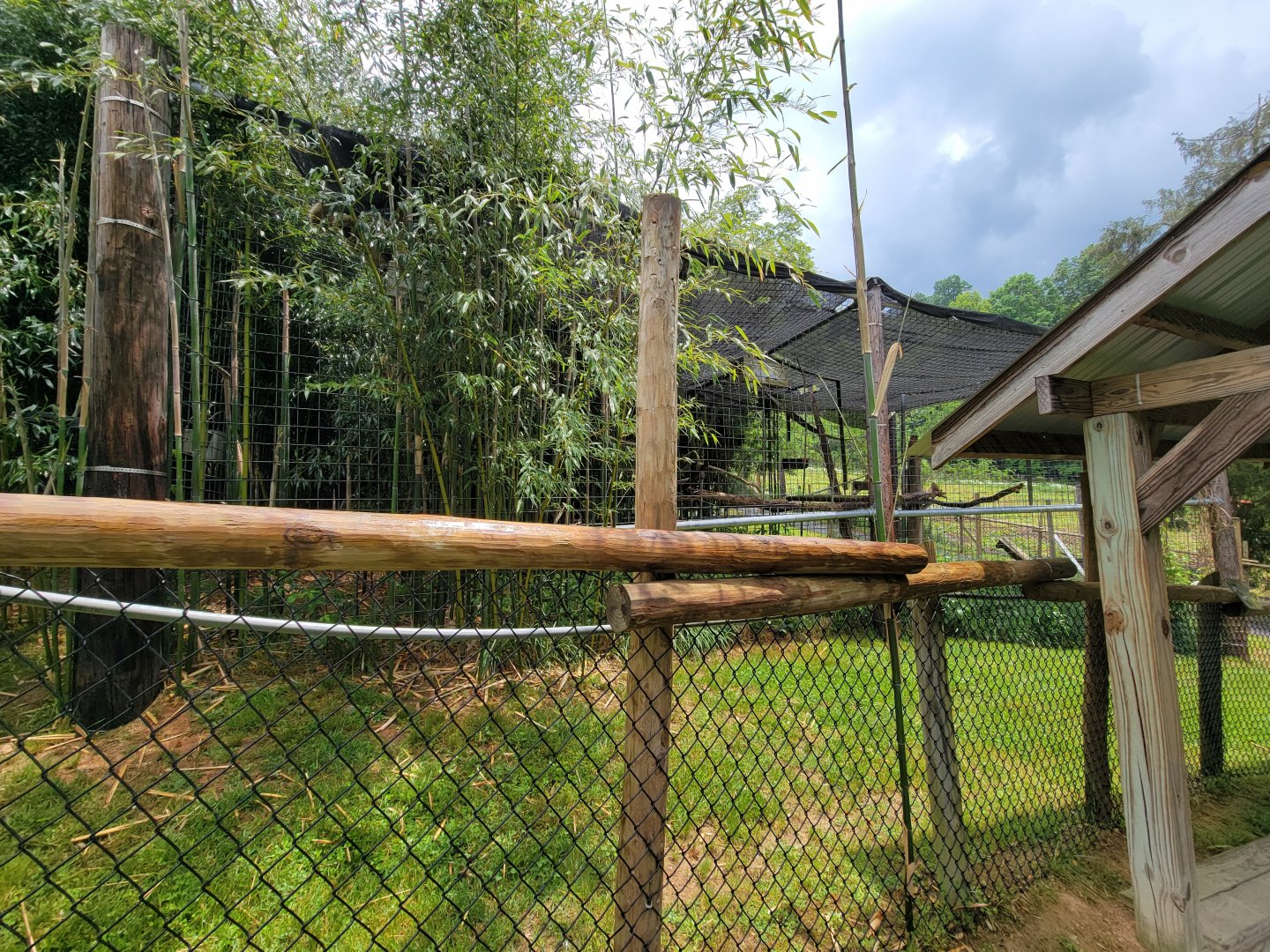 Creation Kingdom - Lar gibbon