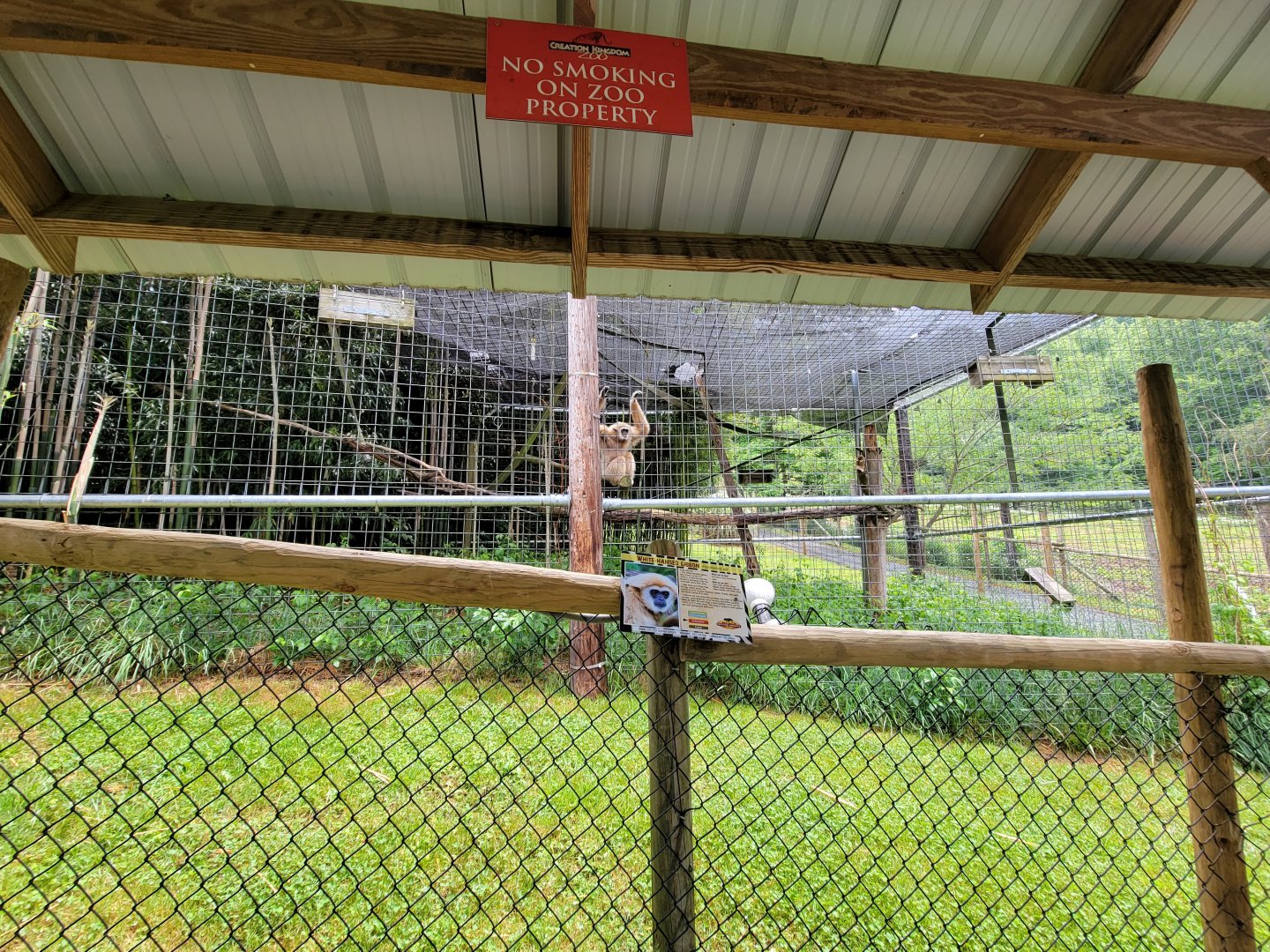 Creation Kingdom - Lar gibbon