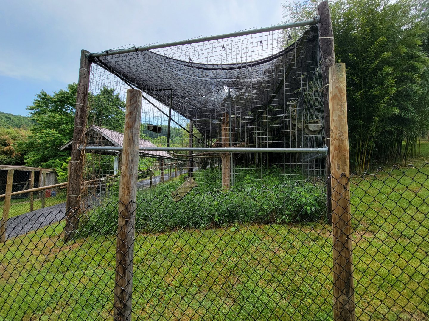 Creation Kingdom - Lar gibbon