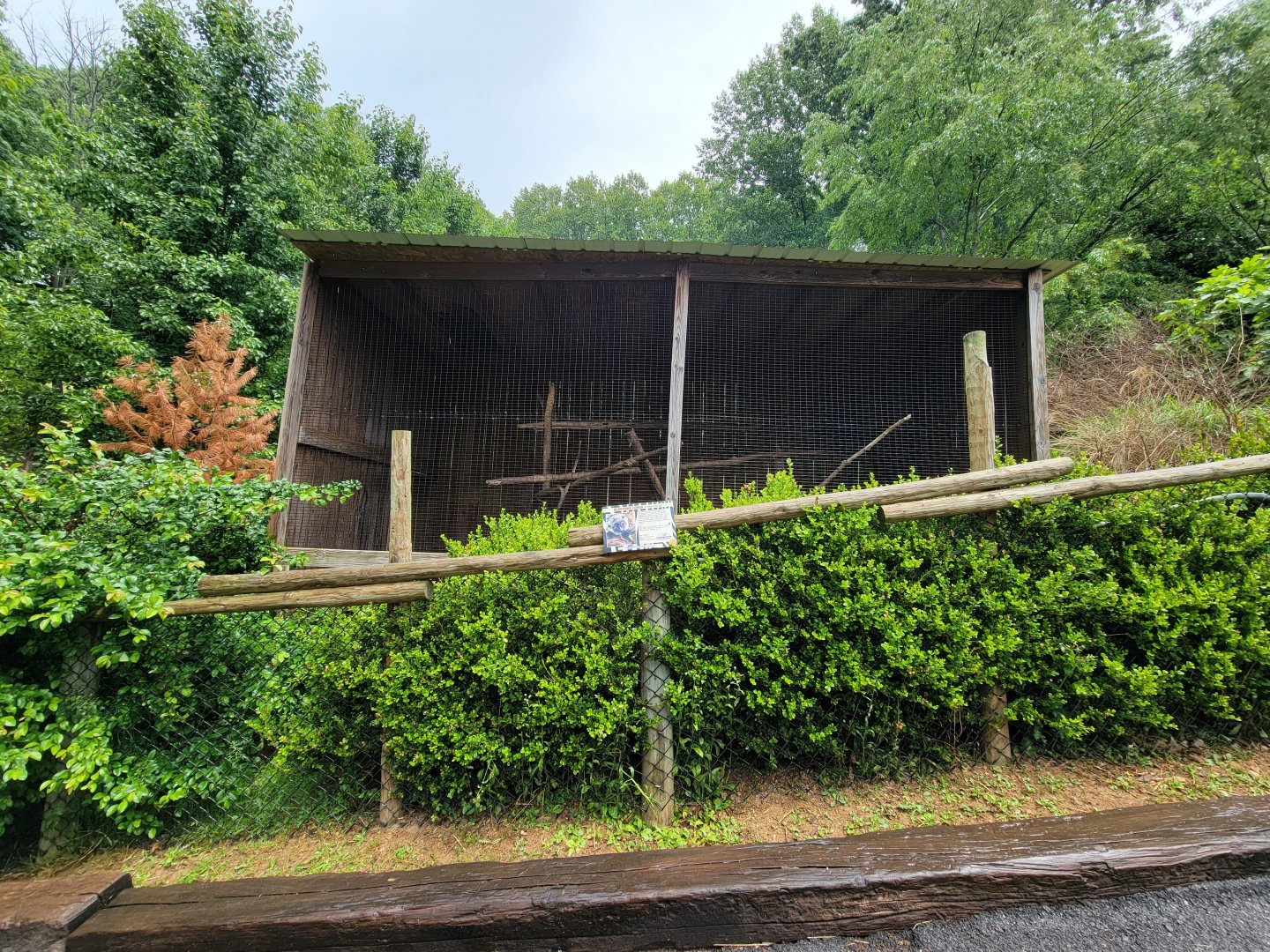 Creation Kingdom - Lemur hybrids, signed as "albifrons lemur"